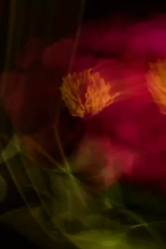 Abstract pink blurred peony Stock Photos