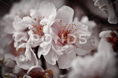 Abstract pink cherry blossom Stock-Fotos