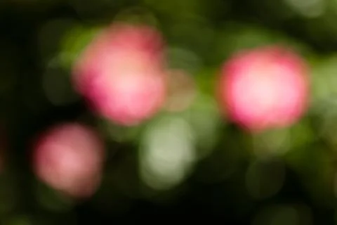 Abstract pink flower Stock Photos