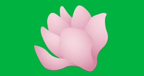 Abstract pink flower shape radiating petals on transparent background, boosting Stock Footage 317480133