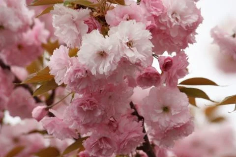 Abstract pink flowers Stock Photos