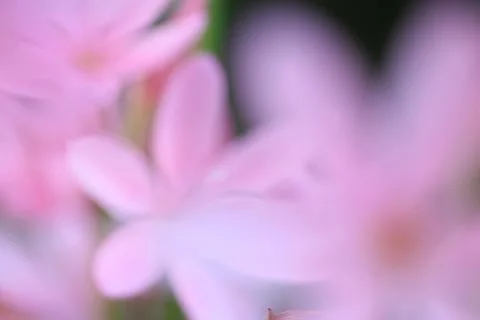 Abstract pink flowers Stock Photos