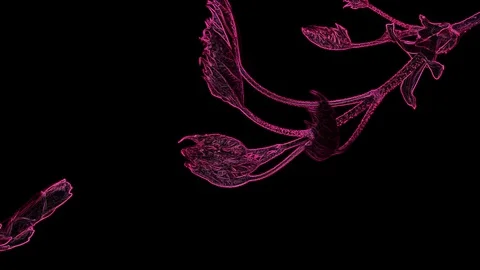Abstract Pink Leaf on a Black Background 库存影片 129288641