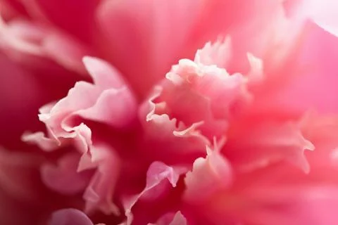 Abstract pink peony flower Stock Photos
