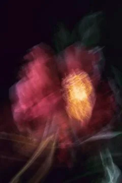 Abstract pink peony Stock Photos