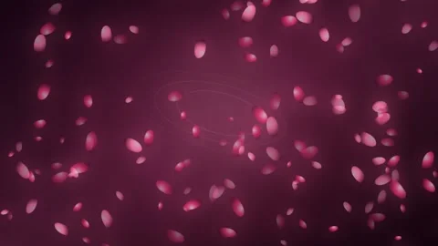 Abstract pink petals falling on dark burgundy background Stock Footage 336351955