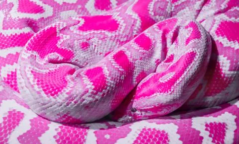 Abstract pink snake Fotos de archivo