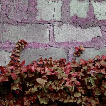 The abstract pink wall texture pattern Stock Photos