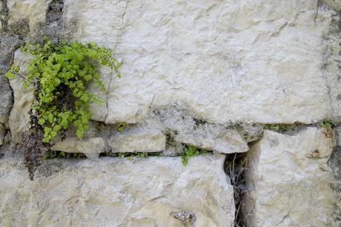 Abstract plant background of the wall Stock Photos