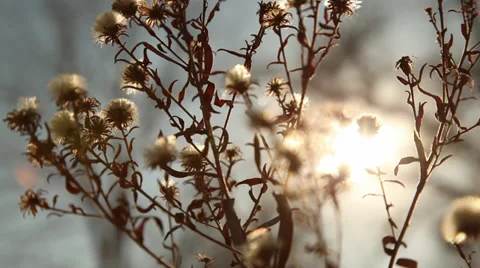 Abstract Plant Stock Footage 39421319