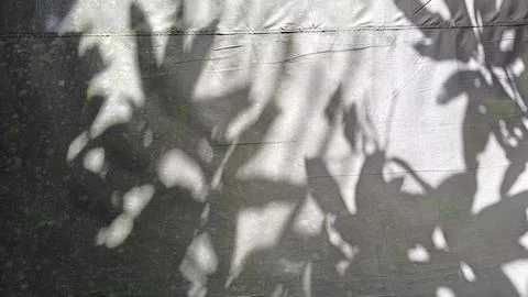 Abstract plant leaf shadows cast on a textured concrete ground. 스톡 사진