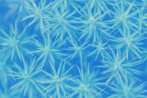 Abstract plant macro Stock Photos