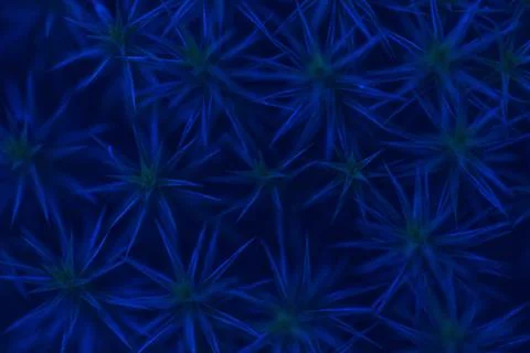 Abstract plant macro Stock Photos