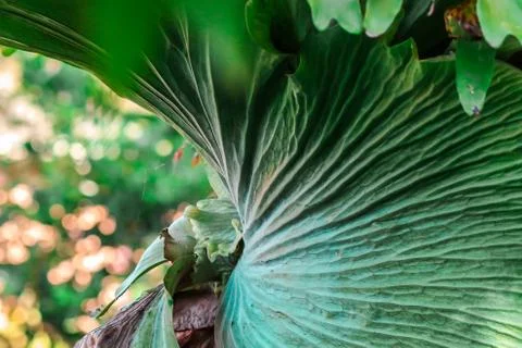 Abstract plant pattern Stock Photos