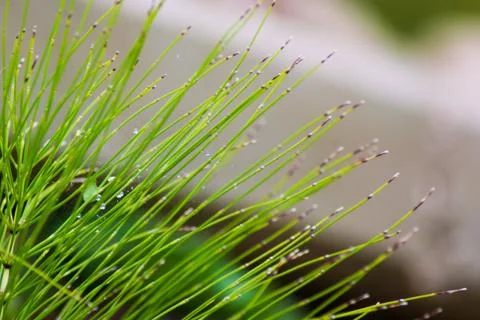 Abstract plant shape Stock Photos