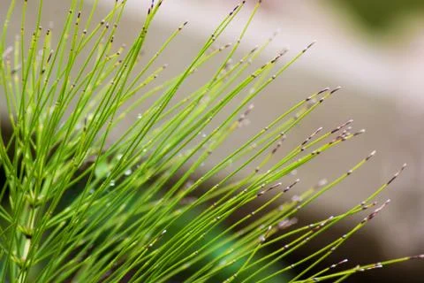 Abstract plant shape Stock Photos