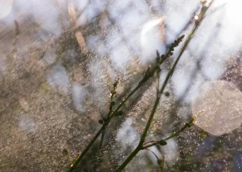 Abstract plants Stock Photos