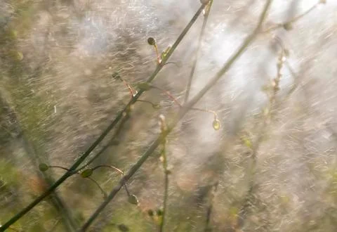 Abstract plants Stock Photos