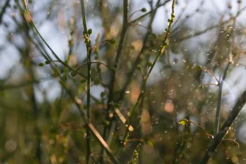 Abstract plants Stock Photos
