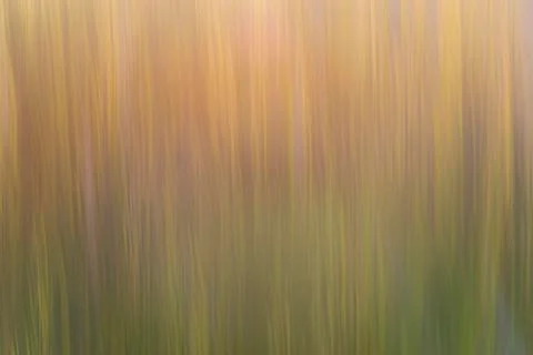 Abstract plants stems Stock Photos