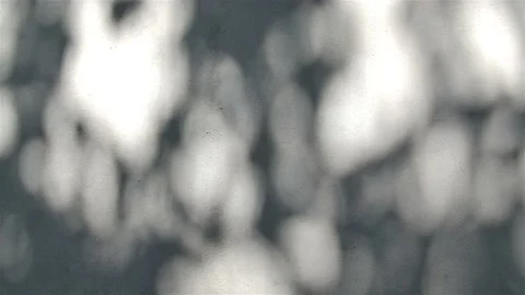 Abstract play of shadows of foliage on grey wall Stock-Footage 219346370