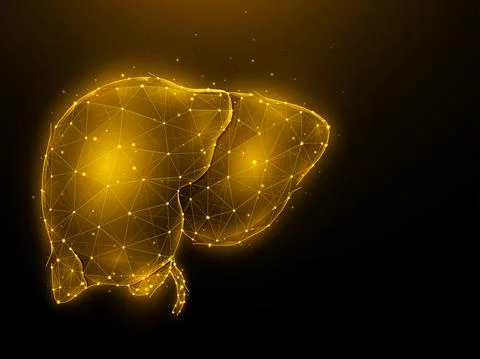 Abstract polygonal vector illustration of a human liver on a dark background. Stock Illustration