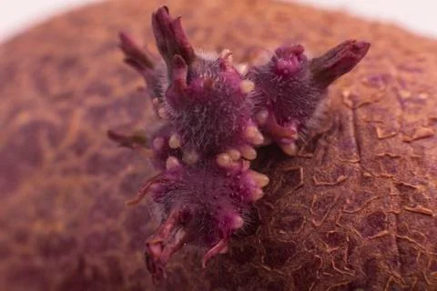 Abstract potato Stock Photos