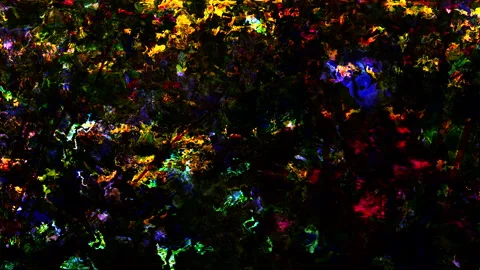 Abstract psychedelic animation - Ecstatic visuals of swirling shapes and colors Stock Footage 278183863