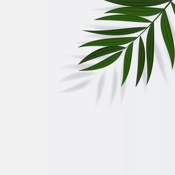 Abstract Realistic Green Palm Leaf Tropical Background. Vector illustration E Stock Illustration