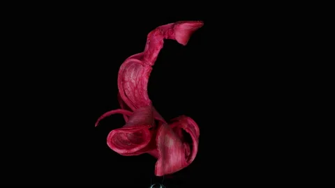Abstract red 10, rotation, part2 Video stock 134872726