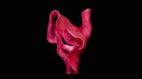 Abstract red 7, rotation, part1 Video stock 134939229