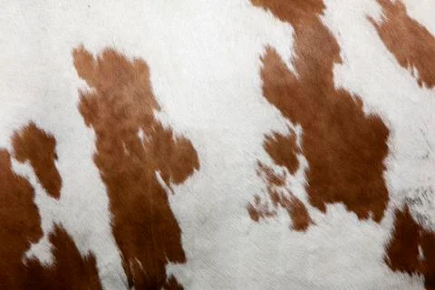 Abstract red and white pattern on side of cow Stock Photos