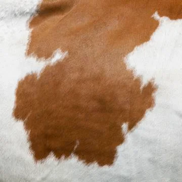 Abstract red and white pattern on side of cow Stock Photos