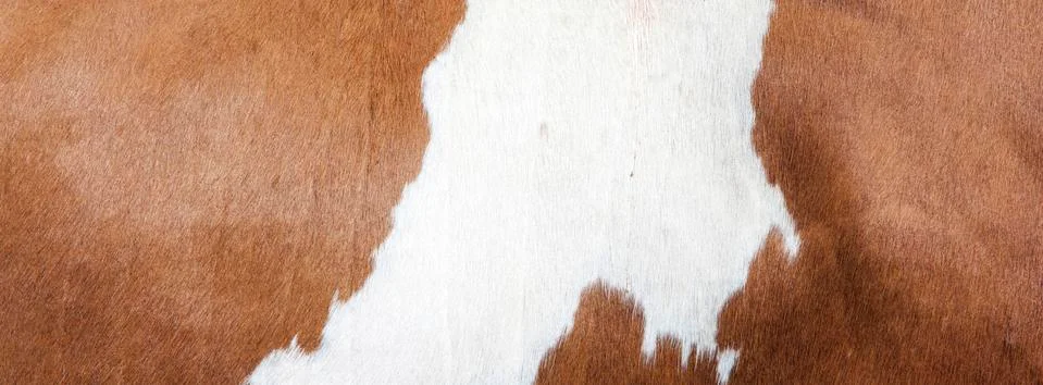 Abstract red and white pattern on side of cow Stock Photos