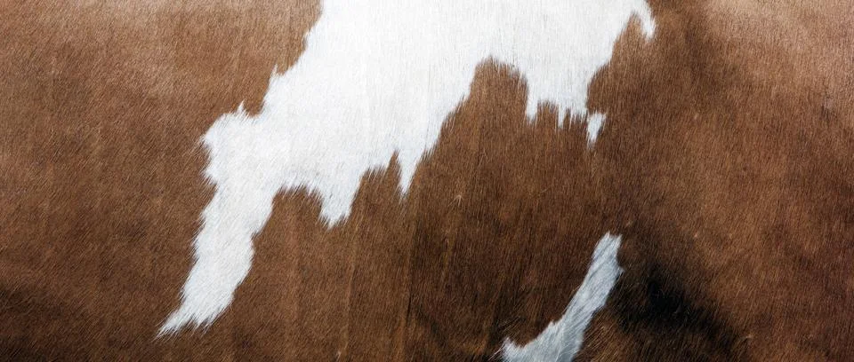 Abstract red and white pattern on side of cow Stock Photos