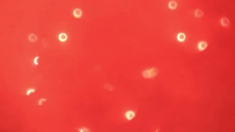 Abstract red background with moving and flicker particles. Magic dust, shiny tex Vídeos de archivo 161237170