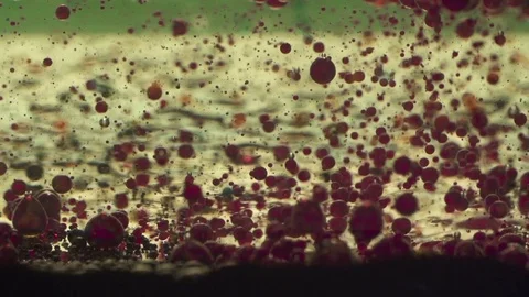 Abstract Red Blood Cells Background Stock Footage 77780296