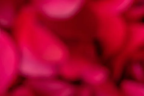 Abstract red blurred background. Defocused natural texture of flowers close u Stock Photos