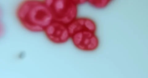 Abstract Red Cell Particles Increasing in Size Symbolizing Cancer Cell Growth Stock Footage 342192536
