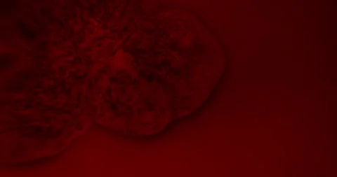 Abstract Red Cell Particles Increasing in Size Symbolizing Cancer Cell Growth Stock Footage 342194816