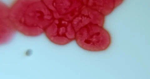 Abstract Red Cell Particles Increasing in Size Symbolizing Cancer Cell Growth Stock Footage 342195159
