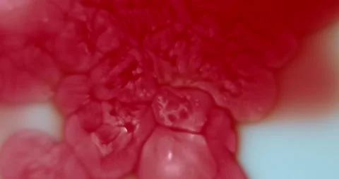 Abstract Red Cell Particles Increasing in Size Symbolizing Cancer Cell Growth Stock Footage 342215789