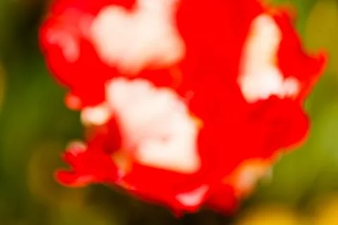 Abstract red flower Stock Photos