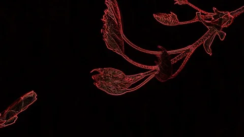 Abstract Red Leaf on a Black Background Stock Footage 129288731