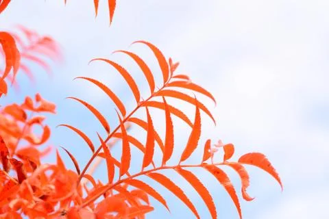 Abstract red leaves Foto stock