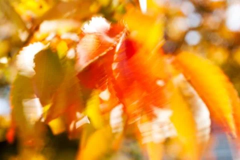 Abstract red leaves Stock Photos