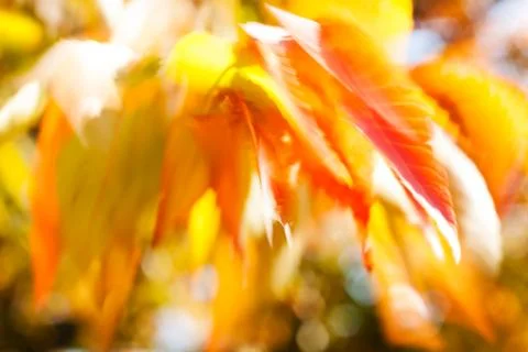 Abstract red leaves Stock Photos