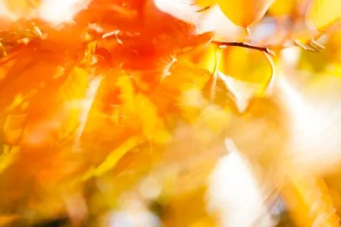 Abstract red leaves Stock Photos