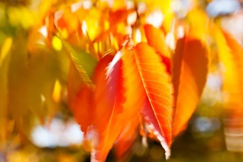 Abstract red leaves Stock Photos