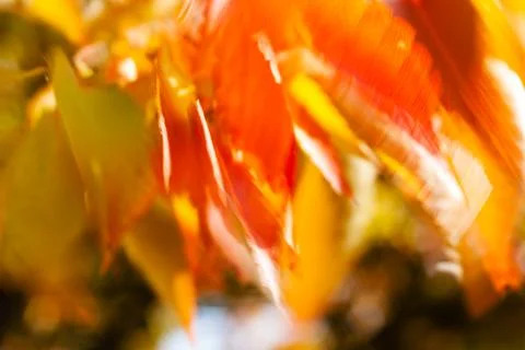 Abstract red leaves Stock Photos